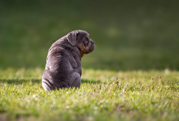 english bulldog