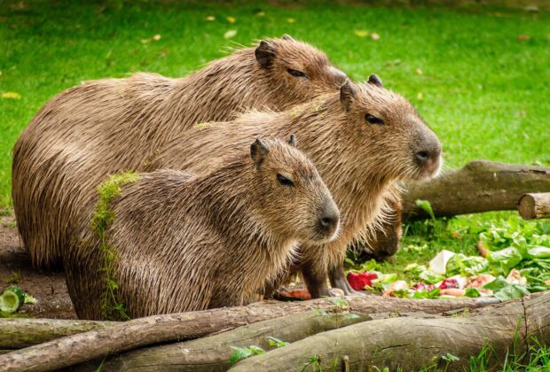 capybara