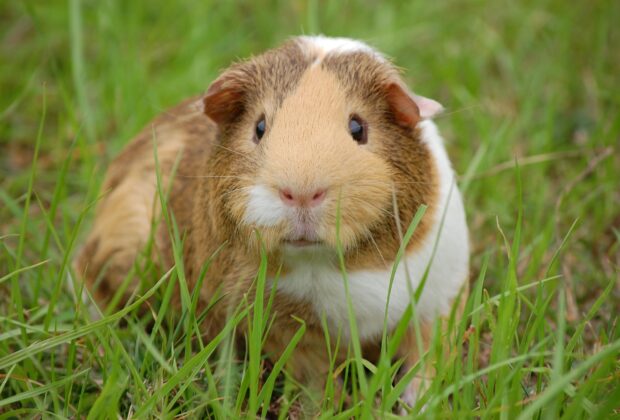 guinea pig