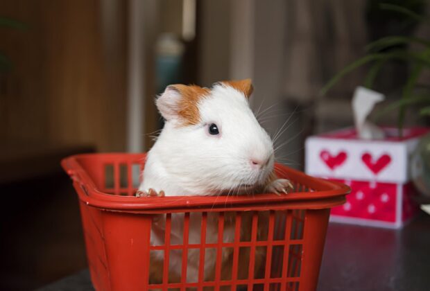 guinea pig