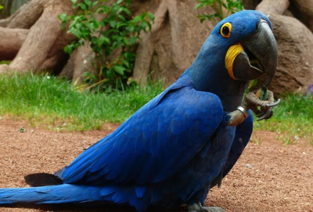 Hyacinth Macaws