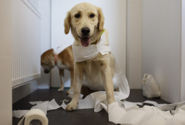 dog making mess