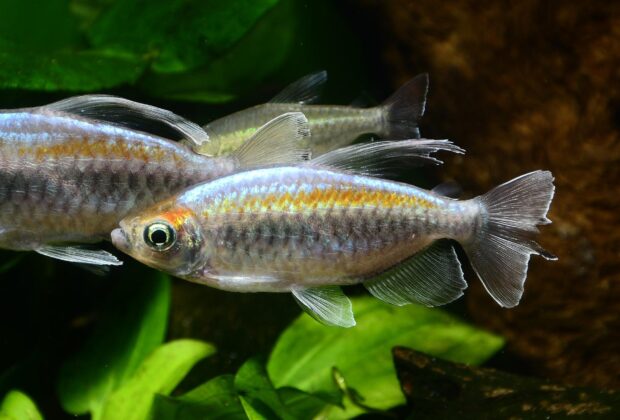 Congo Tetra