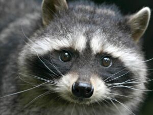 racoon