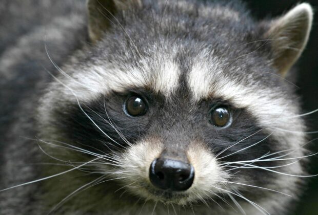 racoon